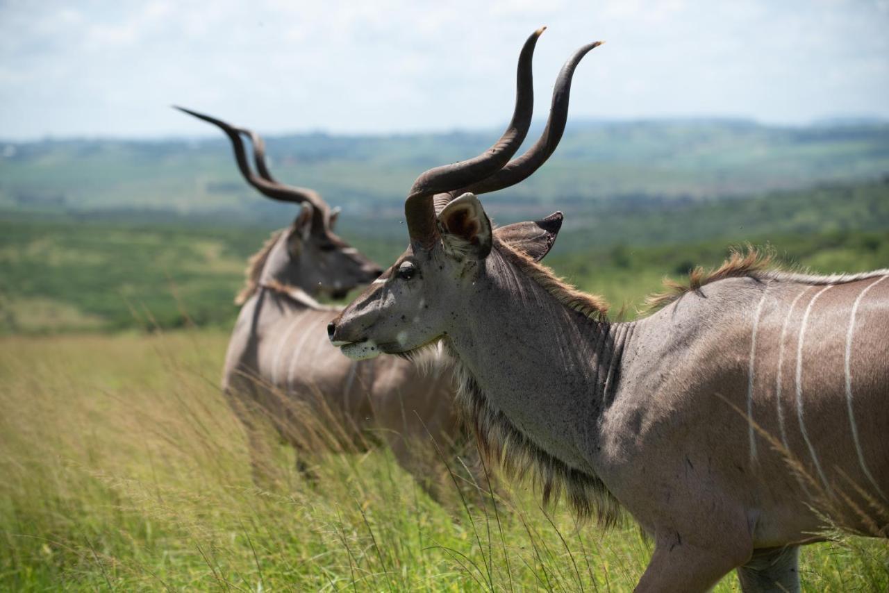 Tala Collection Game Reserve Silverton Екстериор снимка