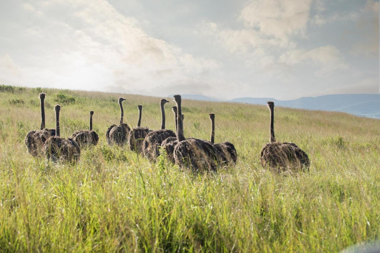 Tala Collection Game Reserve Silverton Екстериор снимка
